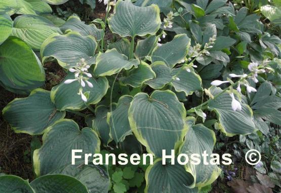 Hosta Medieval Age