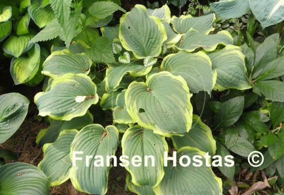 Hosta Medieval Age
