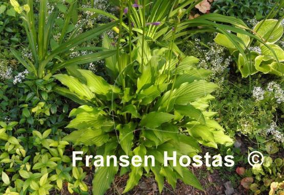 Hosta Medusa Green