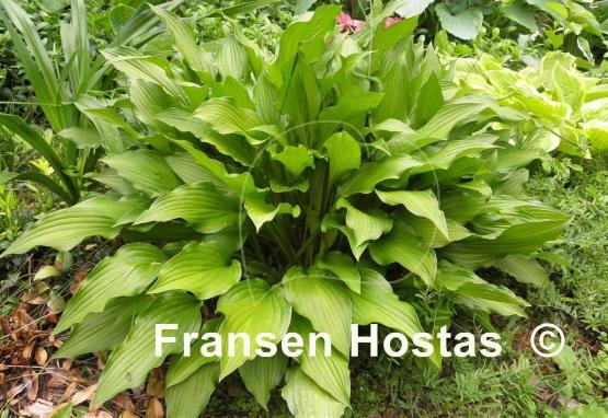 Hosta Medusa Green