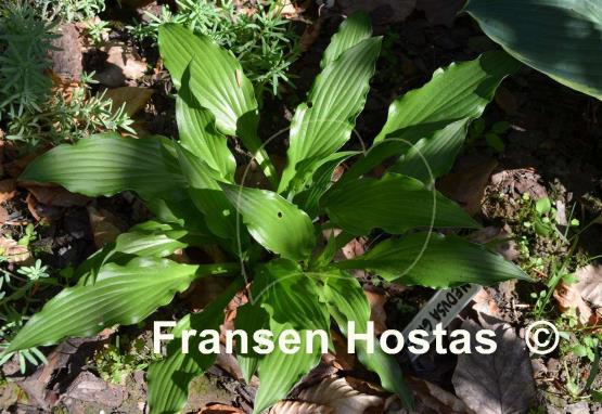 Hosta Medusa Green