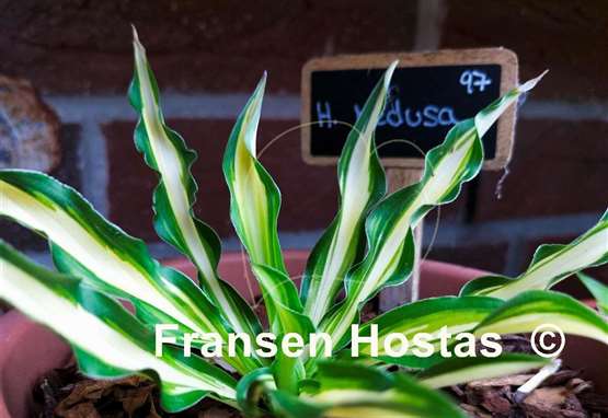 Hosta Medusa