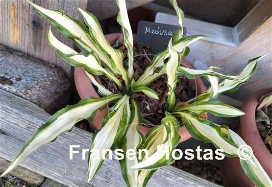 Hosta Medusa