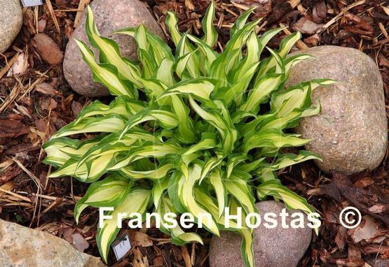 Hosta Medusa