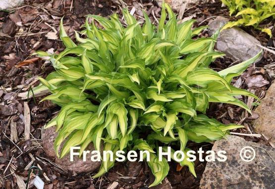Hosta Medusa