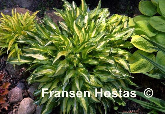 Hosta Medusa