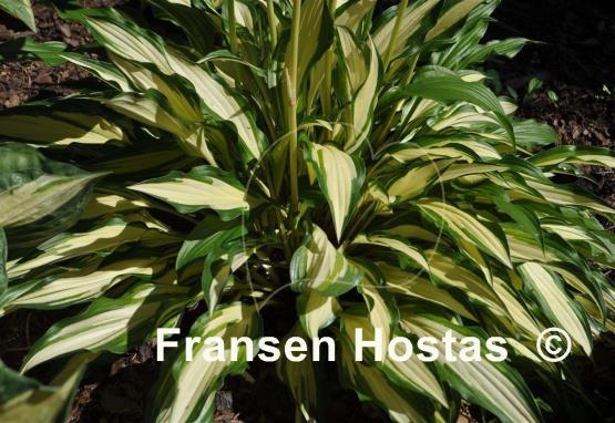 Hosta Medusa
