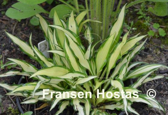 Hosta Medusa