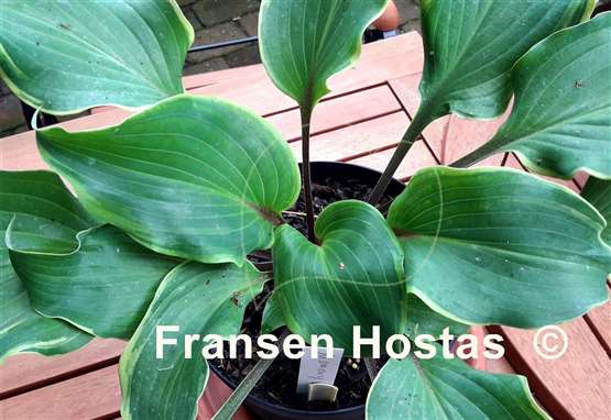 Hosta Memory of Harry