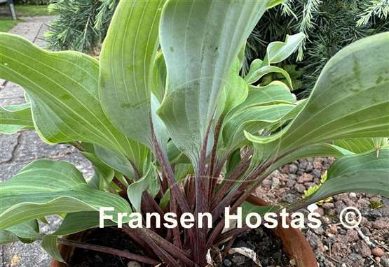 Hosta Memory of Harry
