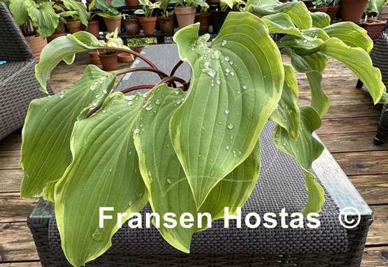 Hosta Memory of Harry