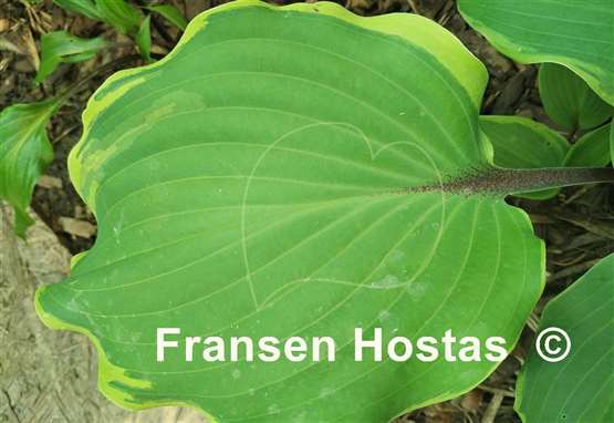 Hosta Memory of Harry