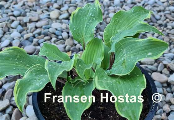 Hosta Memory of Harry