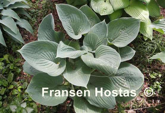 Hosta Memphis Blue