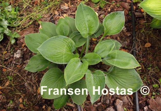 Hosta Memphis Blue
