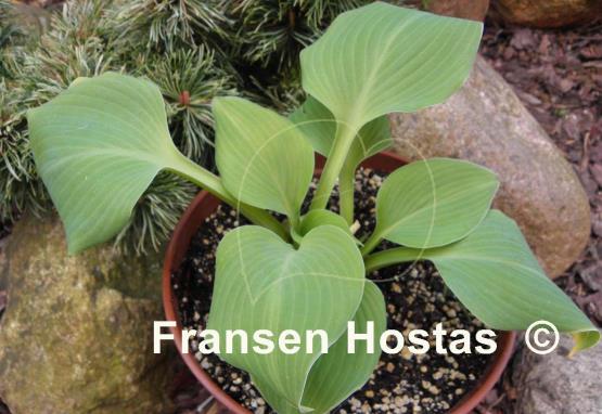 Hosta Memphis Blue