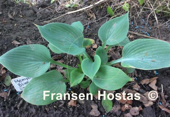 Hosta Memphis Blue