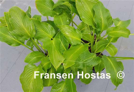 Hosta Menorah