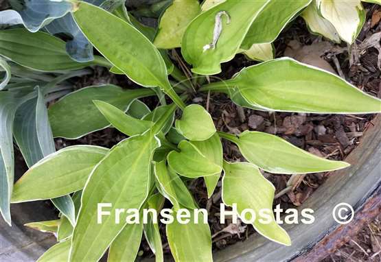 Hosta Mentor Gold