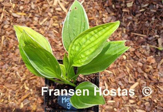 Hosta Mentor Gold