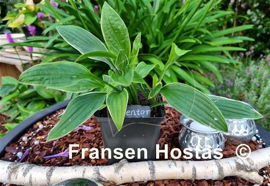 Hosta Mentor Gold