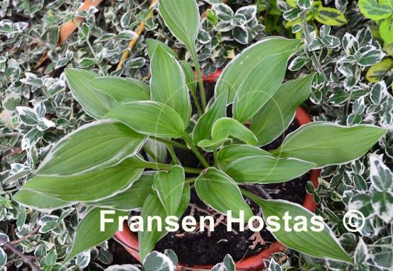 Hosta Mentor Gold