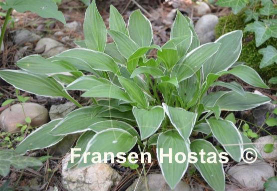 Hosta Mentor Gold