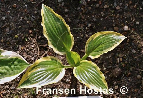 Hosta Mentor Gold