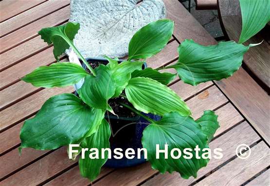 Hosta Mercy Me