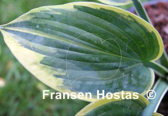 Hosta Merlin