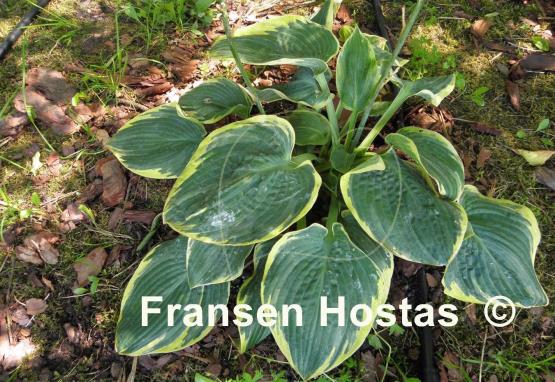 Hosta Merlin