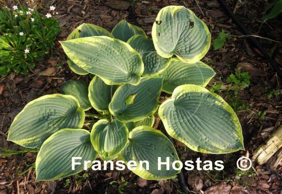 Hosta Merlin