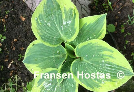 Hosta Merlin