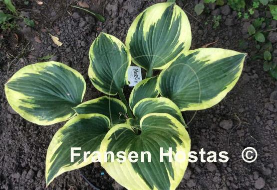 Hosta Merlin