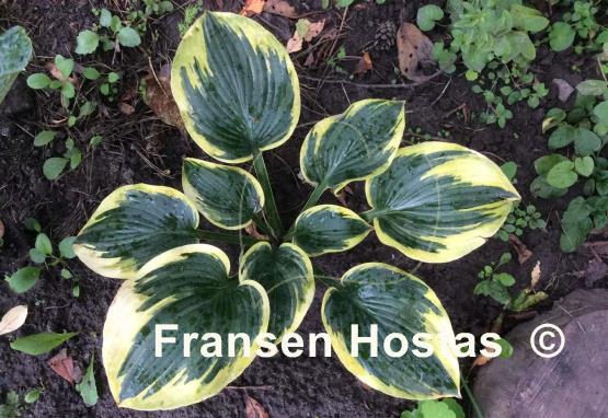 Hosta Merlin