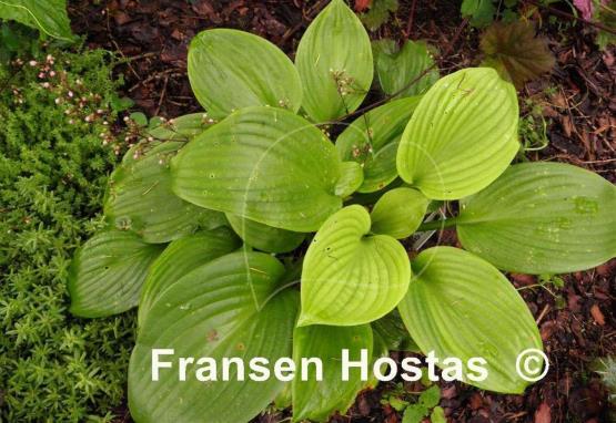 Hosta Merry-Go-Round