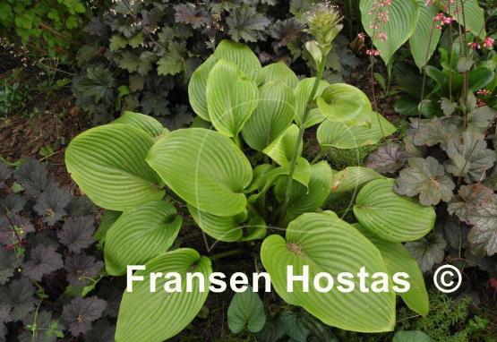 Hosta Merry-Go-Round