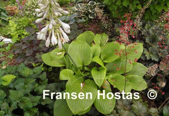 Hosta Merry-Go-Round