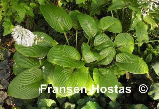 Hosta Merry-Go-Round