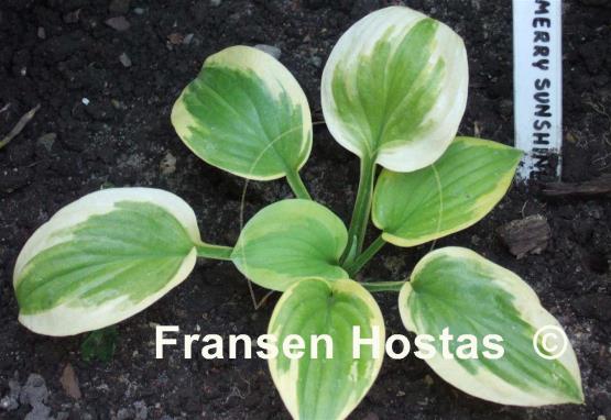 Hosta Merry Sunshine