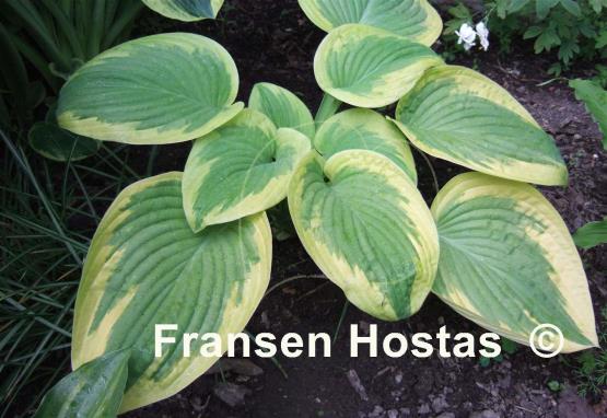Hosta Merry Sunshine