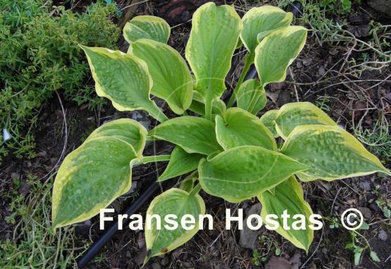 Hosta Merry Sunshine