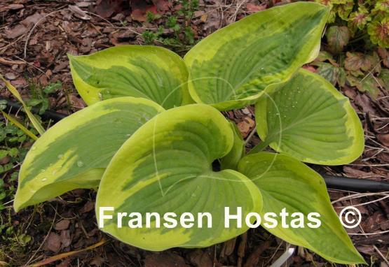 Hosta Merry Sunshine