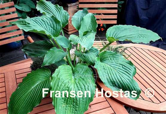 Hosta Mesa Fringe