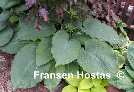 Hosta Mesa Fringe