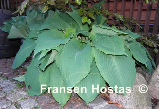 Hosta Mesa Fringe