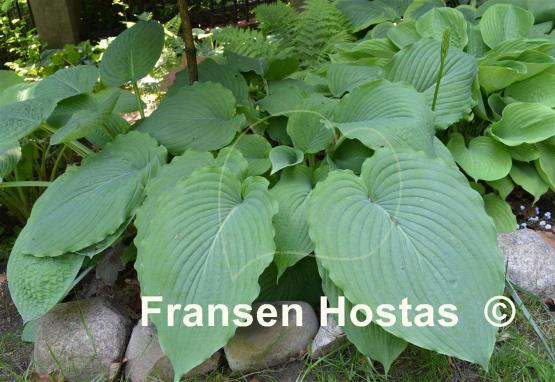 Hosta Mesa Fringe
