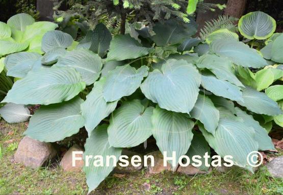 Hosta Mesa Fringe