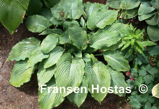 Hosta Mesa Fringe