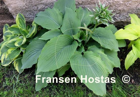 Hosta Mesa Fringe